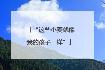 “这些小麦就像我的孩子一样”