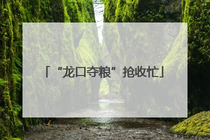 “龙口夺粮”抢收忙