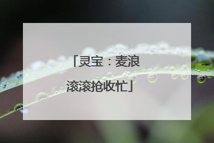 灵宝：麦浪滚滚抢收忙
