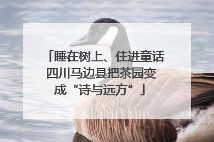 睡在树上、住进童话 四川马边县把茶园变成“诗与远方”