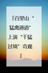 百望山“猛禽通道”上演“千猛过境”奇观
