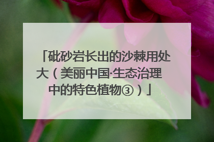 砒砂岩长出的沙棘用处大（美丽中国·生态治理中的特色植物③）
