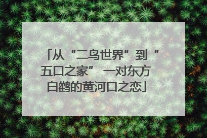 从“二鸟世界”到“五口之家” 一对东方白鹳的黄河口之恋