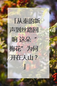 从秦韵新声到丝路回响 这朵“梅花”为何开在天山？