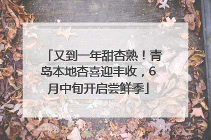 又到一年甜杏熟！青岛本地杏喜迎丰收，6月中旬开启尝鲜季