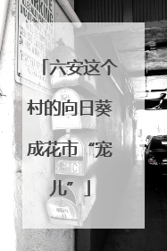 六安这个村的向日葵成花市“宠儿”