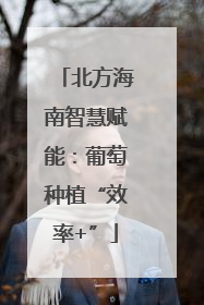 北方海南智慧赋能：葡萄种植“效率+”