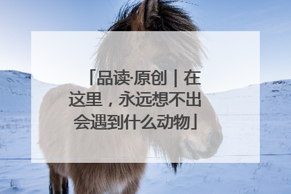 品读·原创｜在这里，永远想不出会遇到什么动物