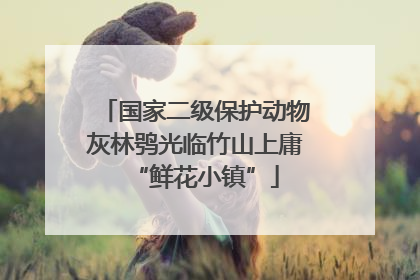 国家二级保护动物灰林鸮光临竹山上庸“鲜花小镇”