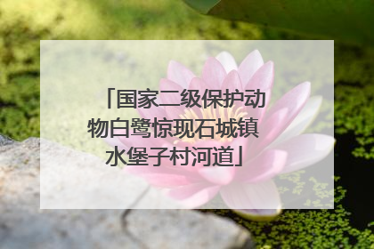 国家二级保护动物白鹭惊现石城镇水堡子村河道