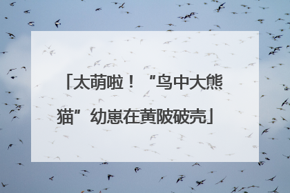 太萌啦！“鸟中大熊猫”幼崽在黄陂破壳