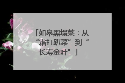 如皋黑塌菜：从“霜打趴菜”到“长寿金叶”