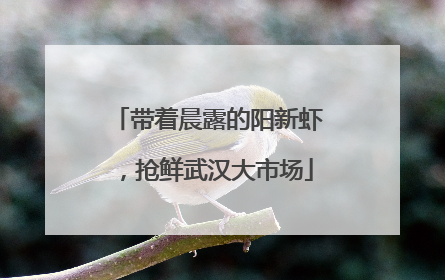 带着晨露的阳新虾，抢鲜武汉大市场
