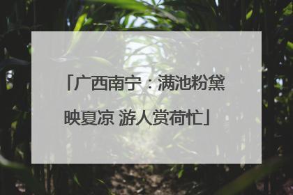 广西南宁：满池粉黛映夏凉 游人赏荷忙