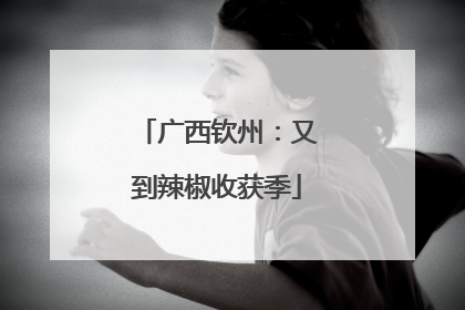 广西钦州：又到辣椒收获季