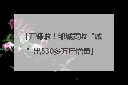 开镰啦！邹城麦收“减”出530多万斤增量