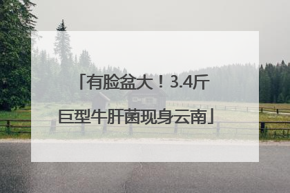 有脸盆大！3.4斤巨型牛肝菌现身云南