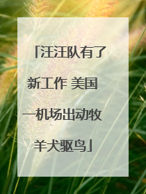 汪汪队有了新工作 美国一机场出动牧羊犬驱鸟