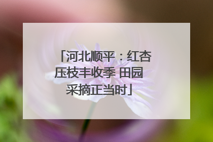 河北顺平：红杏压枝丰收季 田园采摘正当时