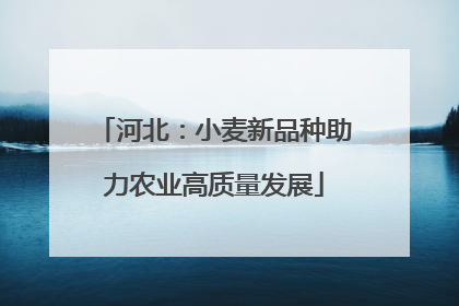 河北：小麦新品种助力农业高质量发展