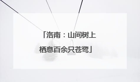 洛南：山间树上栖息百余只苍鹭