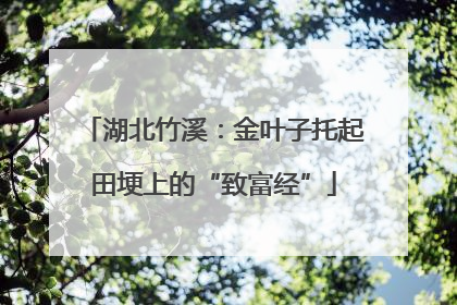 湖北竹溪：金叶子托起田埂上的“致富经”