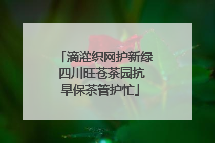 滴灌织网护新绿 四川旺苍茶园抗旱保茶管护忙