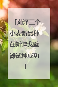 菏泽三个小麦新品种在新疆戈壁滩试种成功
